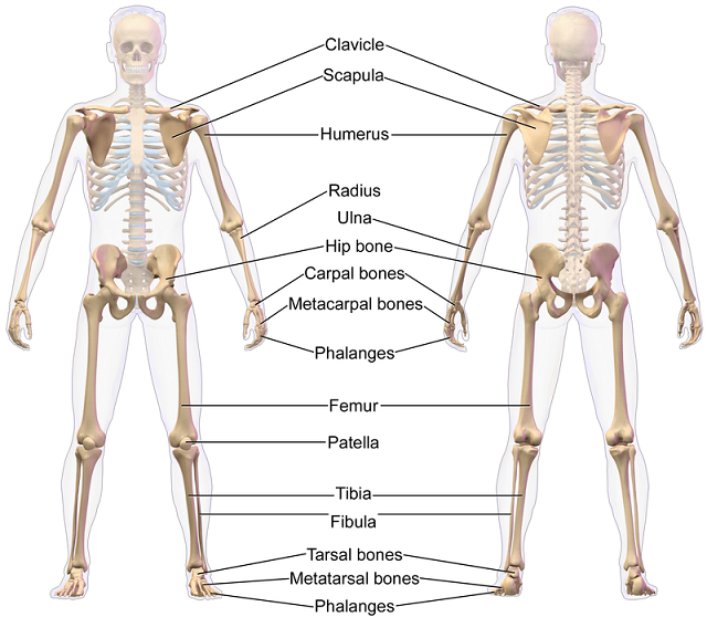 appendicular-skeleton