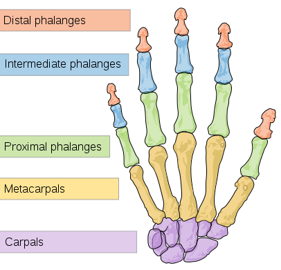 bones-in-hand